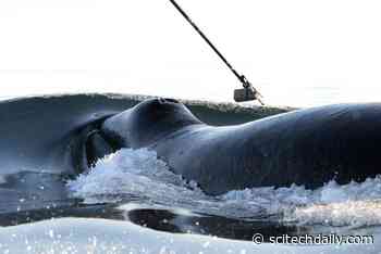 Scientists Uncover Mysterious Long-Distance Whale Synchronization