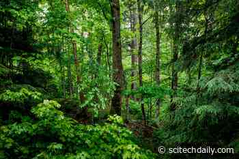 Defying Expectations: Mature Trees Show Significant New Growth Amid Rising CO2