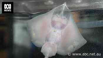 Scientists celebrate first Maugean skate hatchling born from a captive-laid egg