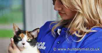 'Adopt don't shop' begs RSPCA as Hull and East Riding shelters run out of space