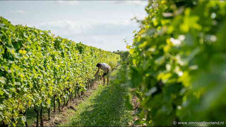 Zeewolde - Flink oogstverlies door regen, maar toch is Flevoland een goede wijnprovincie