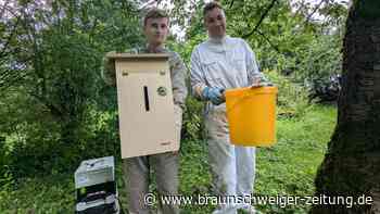 Wie zwei junge Männer Wolfenbüttels Bienen retten wollen