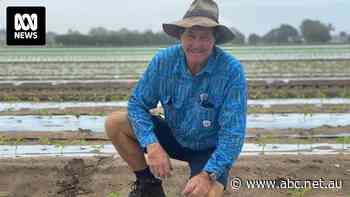 New commissioner set to help Queensland farmers negotiate supermarket prices