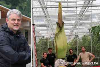 Plantentuin Meise vestigt nieuw wereldrecord: “Nooit eerder is er een reuzenaronskelk hoger dan de onze waargenomen”