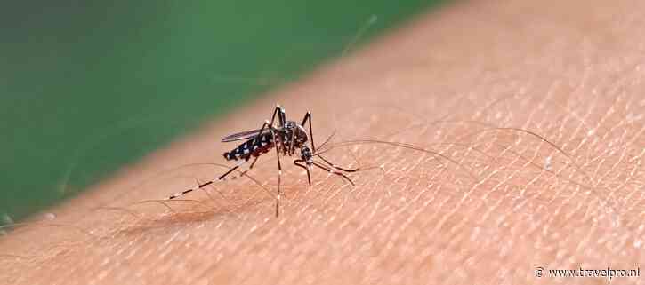 Recordaantal meldingen dengue onder Nederlandse reizigers