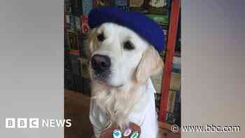 The Paw-casso therapy dog helping children with art