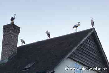 En plots zitten er vijf ooievaars op je dak: “Geen eten geven, gewoon genieten”
