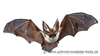 Fledermäuse in Bad Liebenzell: Kein Geld verschenken