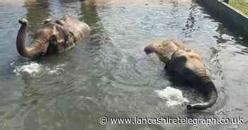 Watch as pregnant elephants enjoy 'aqua-natal' swimming at Blackpool Zoo
