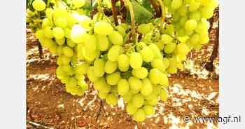 Betere vooruitzichten voor Marokkaanse druiven