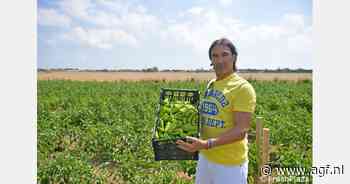 Friggitello paprika's en gekleurde datterino tomaten: Italiaanse specialties doen het goed