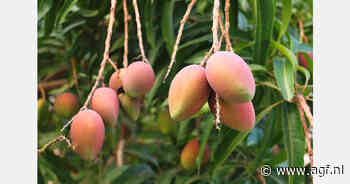 Bijna maximale mango-oogst verwacht in Peru