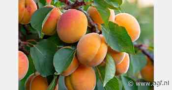 Sterke opbrengstdaling en forse prijzen voor Franse abrikozen