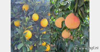 "Vraag naar overzees bio-citrus komt stuk later op gang dan vorig jaar"