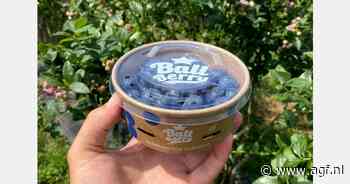 "In zomermaanden stijgt vraag naar blauwe bessen"