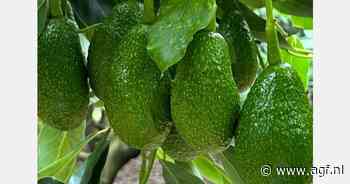 Alles op Tafel onderzoekt waterverbruik avocado's