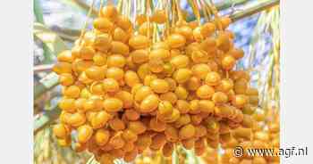 Saudi-Arabië 124% zelfvoorzienend in dadels