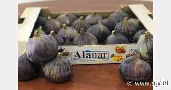 "Gelukkig geen problemen tijdens vijgenseizoen"