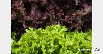 Vlaamse vollegrondsslateler ziet toekomst somber