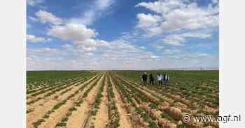 Kansen Nederlandse pootaardappelexporteurs in Egypte
