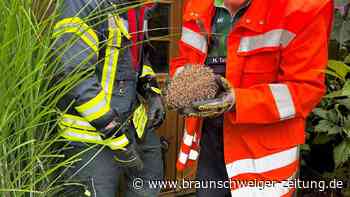 Tierischer Notfall in Schwülper: Feuerwehr rettet Igel