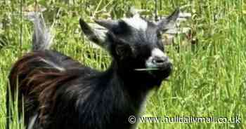 Two stolen goats finally reunited with heartbroken family after being missing for nine months