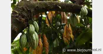 Drie nieuwe verwanten van de cacaoboom ontdekt