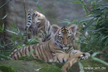 Elf Wochen alte Tigerwelpen erkunden das Außengehege