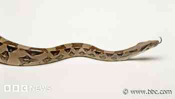 Park warning after 'boa constrictor' sightings