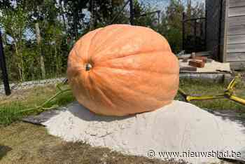 Mike zag doodnormale pompoen groeien tot reuzegroente van 70 (!) kilo: “Een beetje zoals voor een kind zorgen”