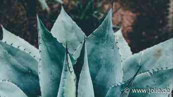 Besondere Pflanzensorten im Fokus: Tipps für den richtigen Einkauf