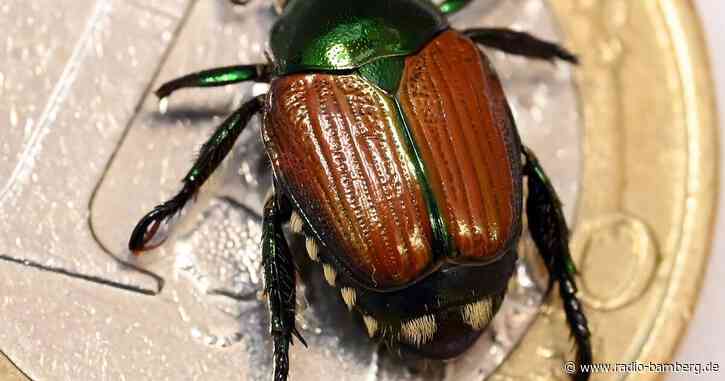 Japankäfer gefunden – Schädling erstmals in Bayern bestätigt