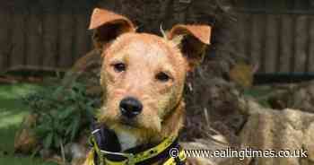 Harefield dogs home urges action to update pets'  microchips