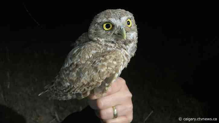 Calgary Zoo's burrowing owl conservation program sees major milestone achieved