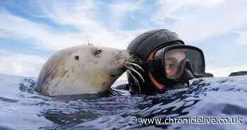 Northumberland 'seal whisperer' to appear in BBC documentary later this month
