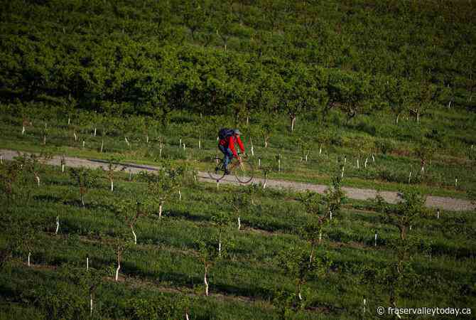 B.C. fruit group files for creditor protection after crop losses, ‘liquidity crisis’
