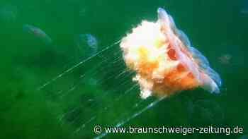 Feuerquallen-Plage verschärft sich an der Ostseeküste