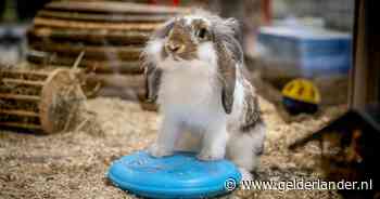 Warmer dan 28 graden? Dan gaat er bij deze winkel geen konijn over de toonbank: ‘Het is onverantwoord’