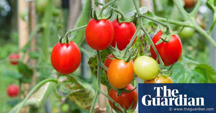 Brexit delays to seed imports could hit crop production, say growers