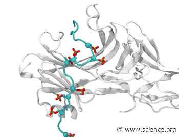 Phosphorylation patterns in the AT1R C-terminal tail specify distinct downstream signaling pathways | Science Signaling