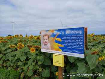Generosity in bloom: Lambton memorial sunflower event has raised $450K for kids' cancer charities since 2019