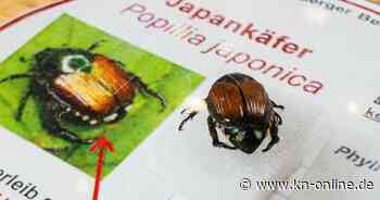 Japankäfer erstmals in Bayern bestätigt