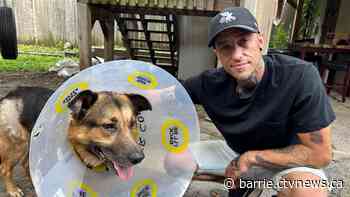 Man stabbed trying to save dog during violent encounter