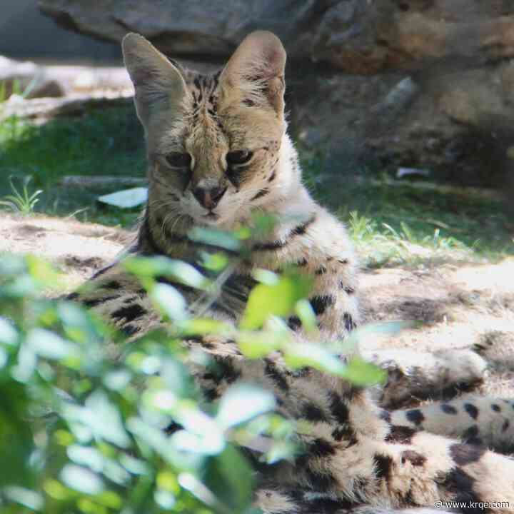 ABQ BioPark mourns passing of African serval