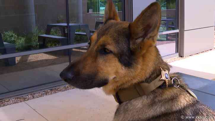 Meet the first therapy dog to join the Hays County Sheriff’s Office