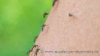Die Plage geht vorbei: Kaum noch Überschwemmungsmücken am Ammersee