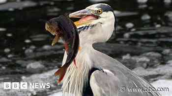 Fishing ban on park lake after birds entangled