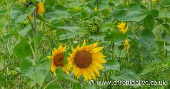 Met Office issues pollen warning as North East sufferers face hay fever hell