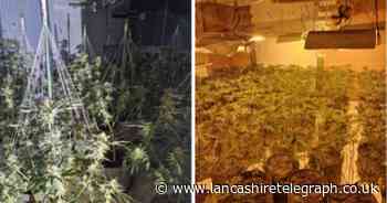 Officers discover 100 cannabis plants following raid