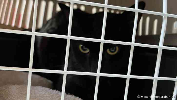 Dode kittens, poep en vuilnis in huis: 'Dit is van de buitencategorie'